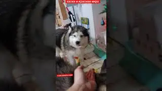 #хаски