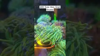 ASD Indo Holy Grail Double