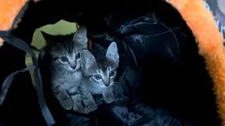 How Long Before The Great Kitten Escape???