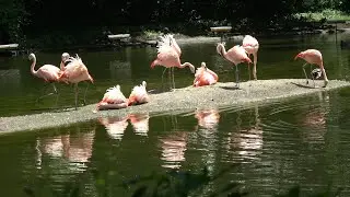 Bronx Zoo, New York