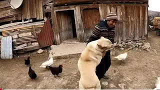 SOĞUK BİR KIŞ GÜNÜ  HAYVANLARIMIZA  YİYECEK GETİRDİK