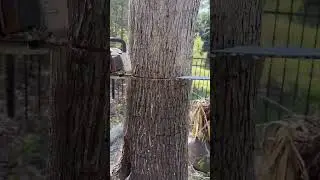 A perfect face cut 🪚 #short #shorts #shortvideo #shortsvideo #fyp #tree