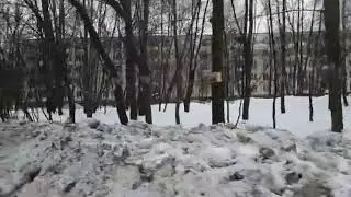 Лес икон