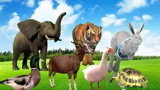 funny action from familiar animals cow cat duck chicken horse turtle