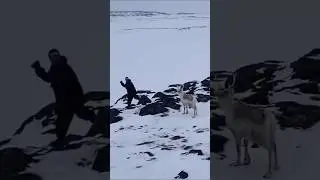 🦌🏹 Традиционная охота на оленя — чистый адреналин! 