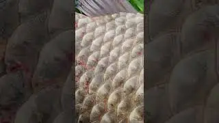 трофейный карась