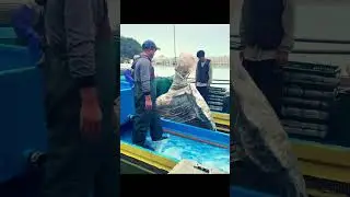 What is this #viral #fishing #video #shorts