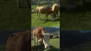 #Switzerland
