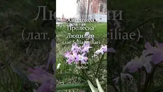 Гайд по весенним цветочкам