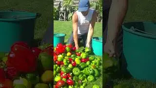 Slugs ruined the record harvest.