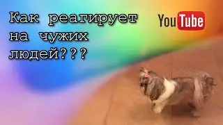 Ши-тцу эксперимент | реакция на чужих людей!