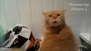 Кот говорит - Ара, вай!