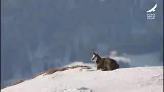 Jan's Animal Life: Episode 18 – Chamois