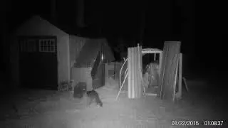 Raccoon reacts to a trapped Raccoon