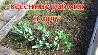 Весенние работы в саду Что делать на даче