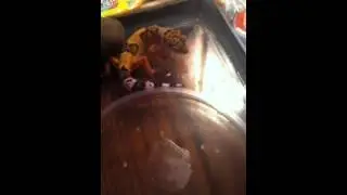 Kutta The Leopard Gecko Snatching And Eating A Mealworm