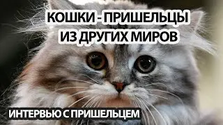 КОШКИ - ПРИШЕЛЬЦЫ ИЗ ДРУГИХ МИРОВ