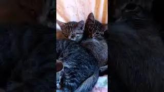 Дети затаились, ждут маму и папу.🐈🐈🐈🏡🐯😾