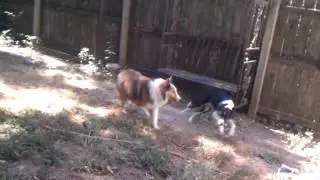 Saturday morning puppy Floppin!!!