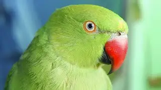 Loud Parrot Chirping | Natural Parrot Sounds | Parrot Calling Sounds ||