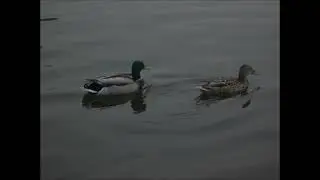 Песня 