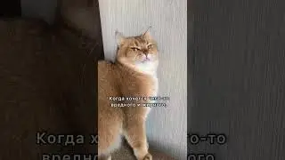 Жирненькое😏 #cat #cats #кот #коты #котики #catshorts