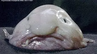 Top 5 Os animais mais feios do mundo 2014