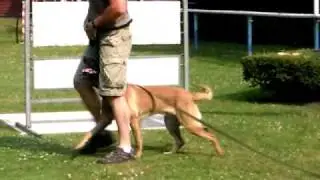 6 month old puppy transport