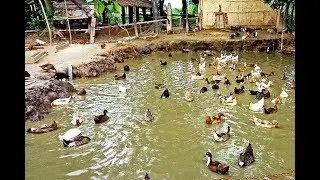 Duck Farming (documentary)| Modern Farming Methods in the Philippines