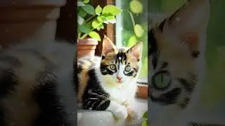 TSIBA 🐈🐾 #cat
