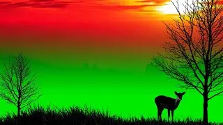 Free Green Screen Background | Green Screen Template | Jungle Green Screen Video | Green Screen