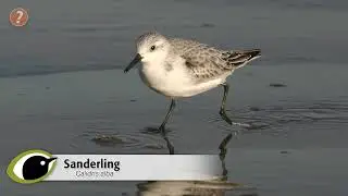 BTO Bird ID - Sanderling & Curlew Sandpiper