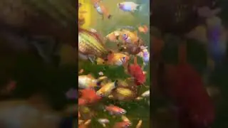 MICKEY MOUSE PLATYS #FeedingFrenzy