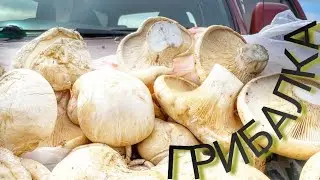 СТЕПНОЙ БЕЛЫЙ ГРИБ, ТРУДОВАЯ ГРИБАЛКА, КЕРБУЛАК, МАЛАЙСАРЫ, 23,04,23 Горы природа