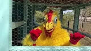 Silly Sally Fun With a Chicken at Silly Acres