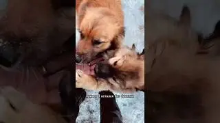 Остался без братика малыш🥹 