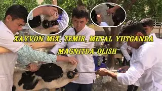 МОЛ МИҲ ЮТГАНДА ДАВОЛАШ Amaliy mashg'ulot