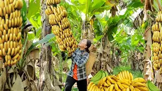 Harvesting BIG BANANA & Market Sale: Enjoy the taste of the bananas as I harvest them | Daily Life