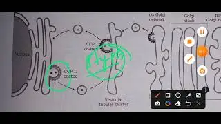 Transport of Proteins from ER to a Golgi Network explained #csirnet #gatexl2023