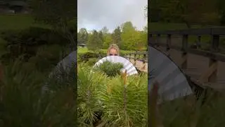 Японский сад в Москве