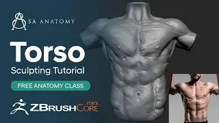 Dynamic Male Torso Anatomy Study - Zbrush Core Mini Sculpting tutorial