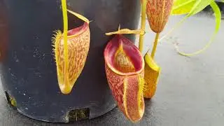 Species Spotlight: Nepenthes talangensis