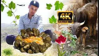 Долма из Виноградных Листьев | Dolma of Grape Leaves