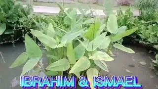 Santai di taman RPTRA Ciganjur IBRAHIM & ISMAEL Asik lihat ikan Mas di kolam.
