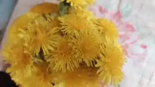 Как плести венок  из одуванчиков ?