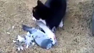 Güvercin ölü taklidi yaparak hayatını kurtardı