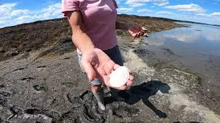 Mya arenaria