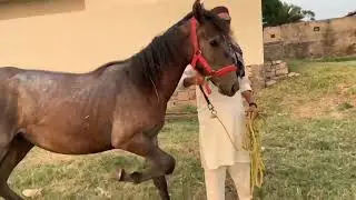 Equine Horse Enjoyed#equestrianlife#enjoyment#horse#animals#firsttime#enjoy#texas#enjoyment#farming