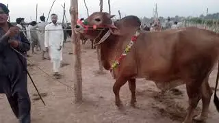Latest video of palosi mandi. Wednesday 14 july 2021 Peshawar