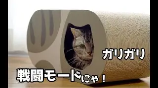 COMSAF 猫に爪研ぎハウスをプレゼントしたらこうなりました　Ameo & Cat scratcher